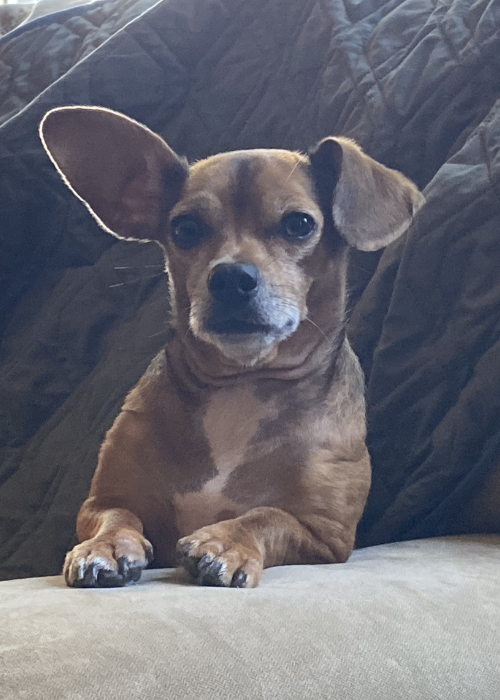 Small brown dog on couch with one ear perked, alert expression