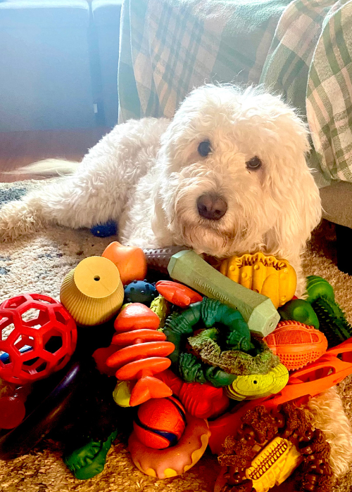 White curly dog lying on rug among colorful chew toys, looking toward camera