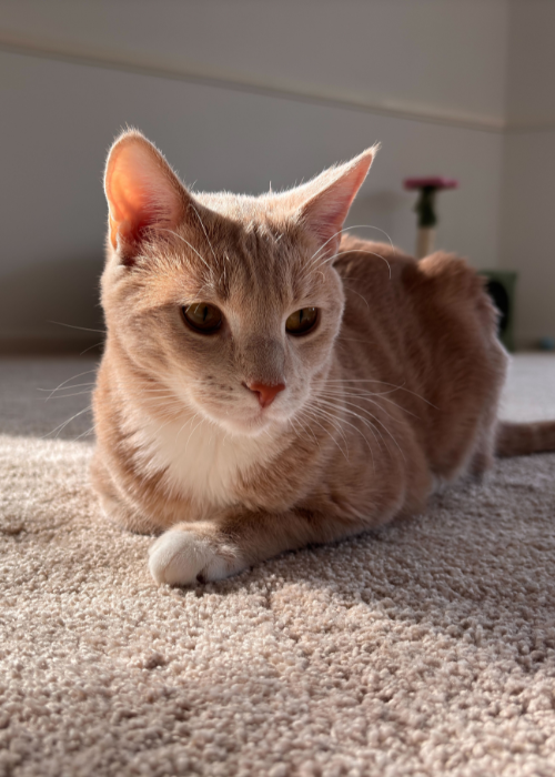 Cream-and-white cat resting on sunlit carpet, front paw tucked, calm expression