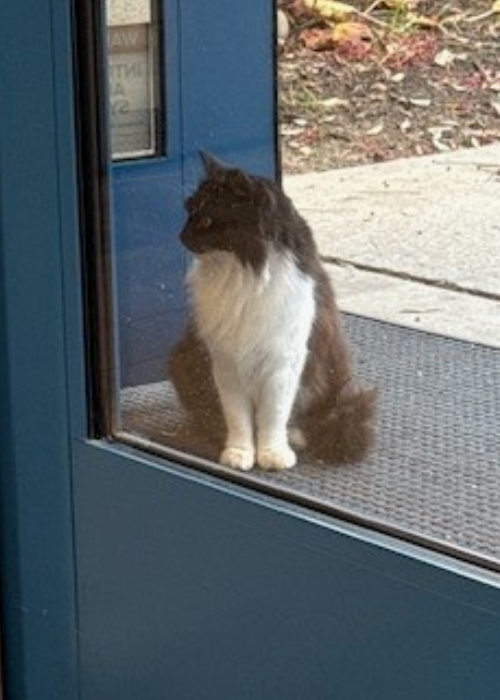 Brown-and-white cat sitting outside a blue glass door, looking inside.