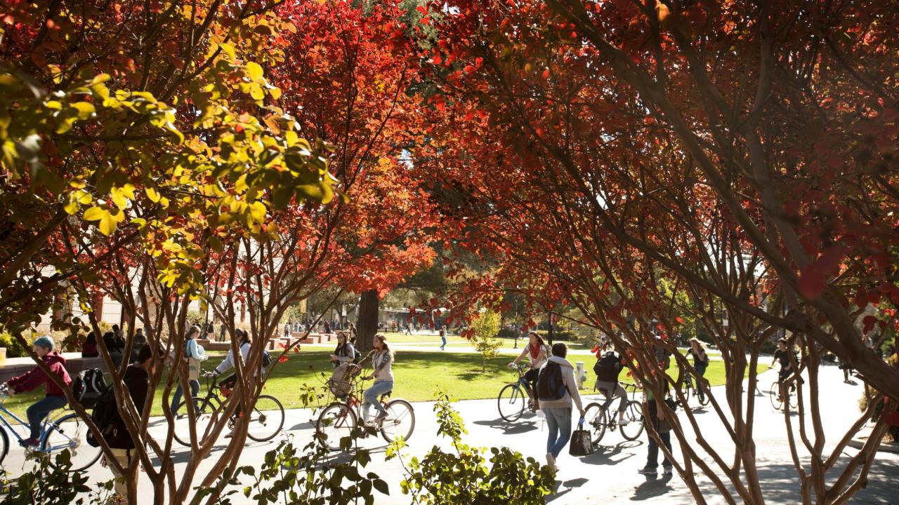 photo of ucd campus with fall leaves